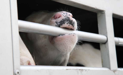 A cow biting down on bar of a truck - we campaigned to end the transport of live animals.