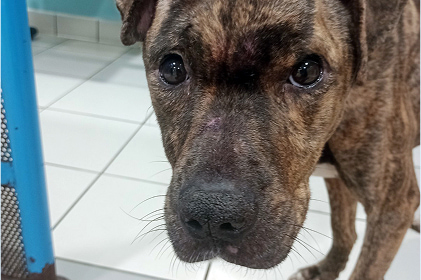 Bella, a brindle pitbull breed dog, is underweight and looking sadly into the camera.