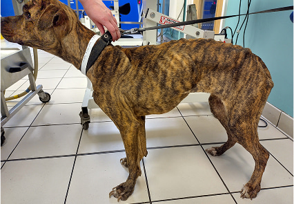 The side view of a severely underweight brindle pitbull standing at the vets.