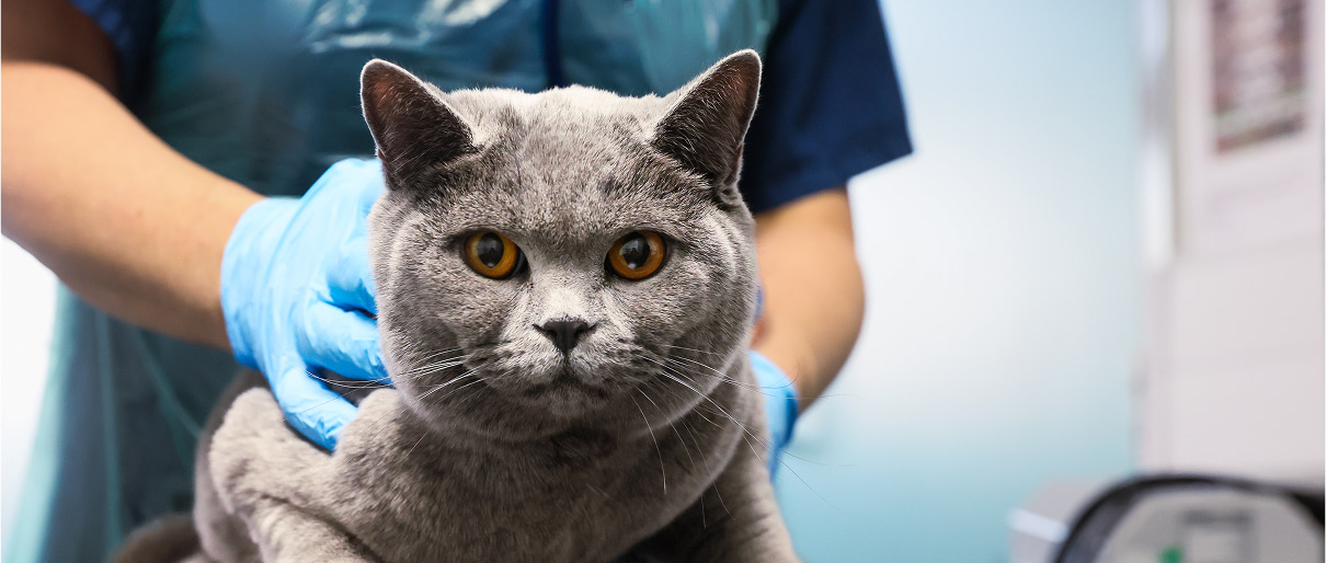 Benito, a grey domestic shorthair cat looking into the camera while crouched on the vets table.