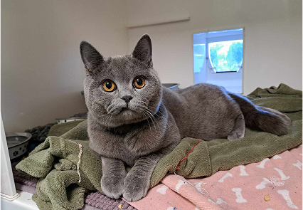 Benito the grey domestic shorthair laying down on an assortment of fleece blankets.