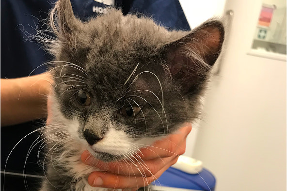 Berlioz the grey and white kitten being held by a vet, looking scruffy and scared.