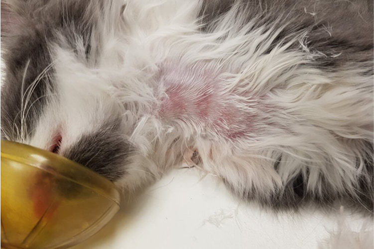 Berlioz, a grey and white kitten laying on his side with an oxygen mask over his face.
