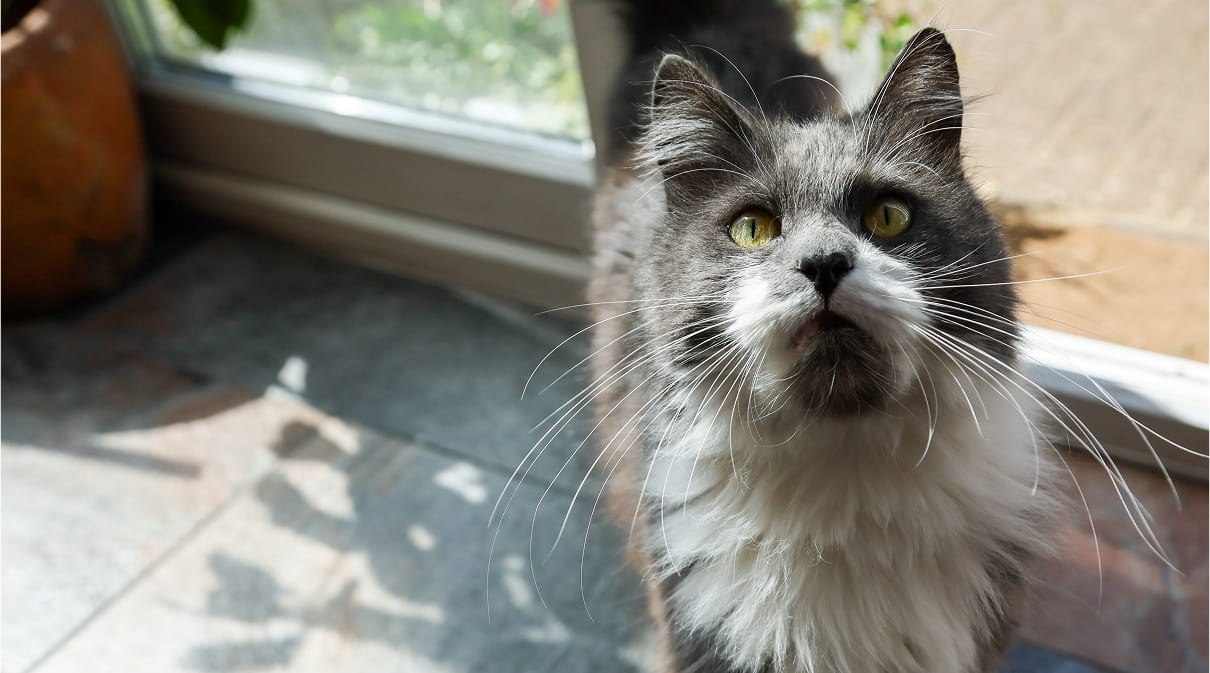 A healthy and shiny Berlioz standing by a door looking up beyond the camera.
