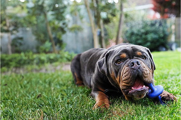 Bernie laying on the grass playing with a blue dog toy.