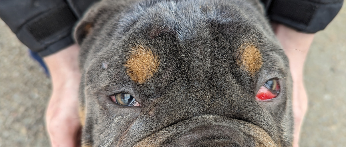Bernie, a black and brown bulldog breed dog, looking sadly up at the camera with red and swollen eyes.