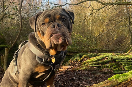 Bernie wearing a black harness sat in the woods on a walk.