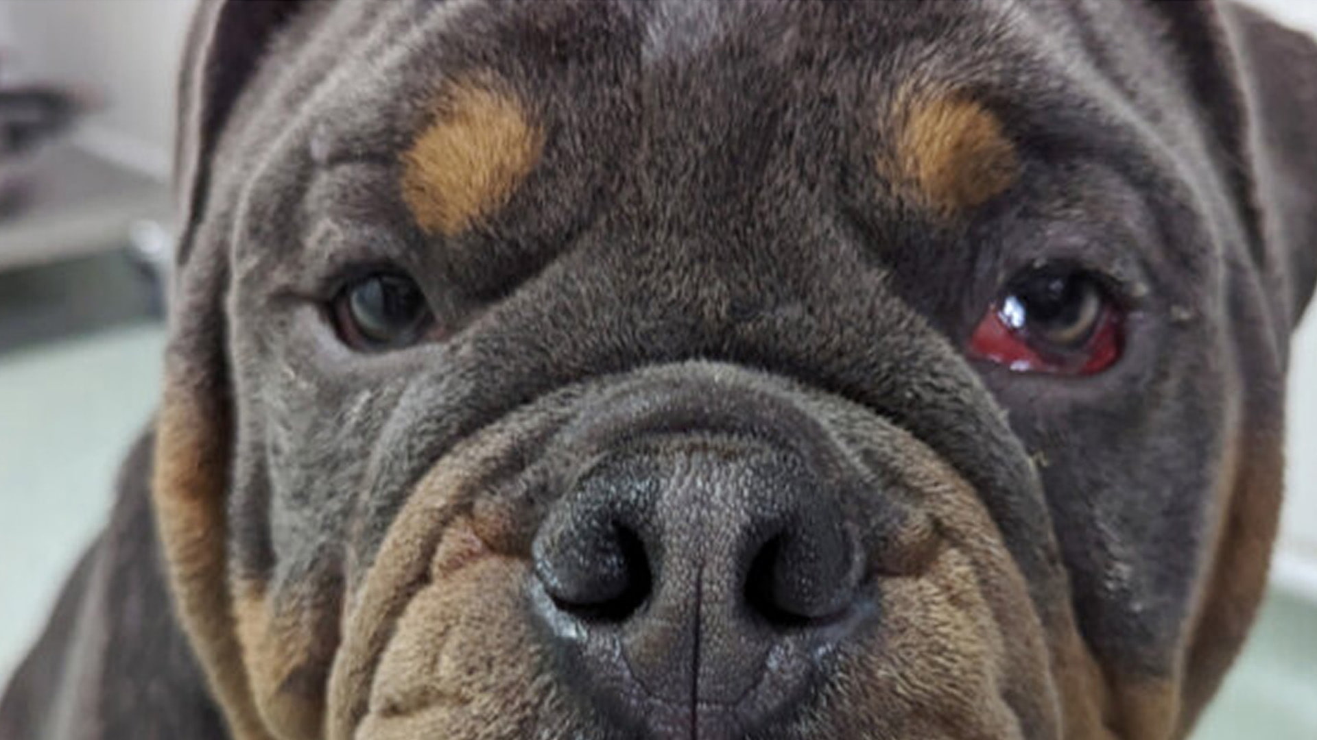 A black and brown bulldog breed dog, staring sadly into the camera, his left eye red and swollen.