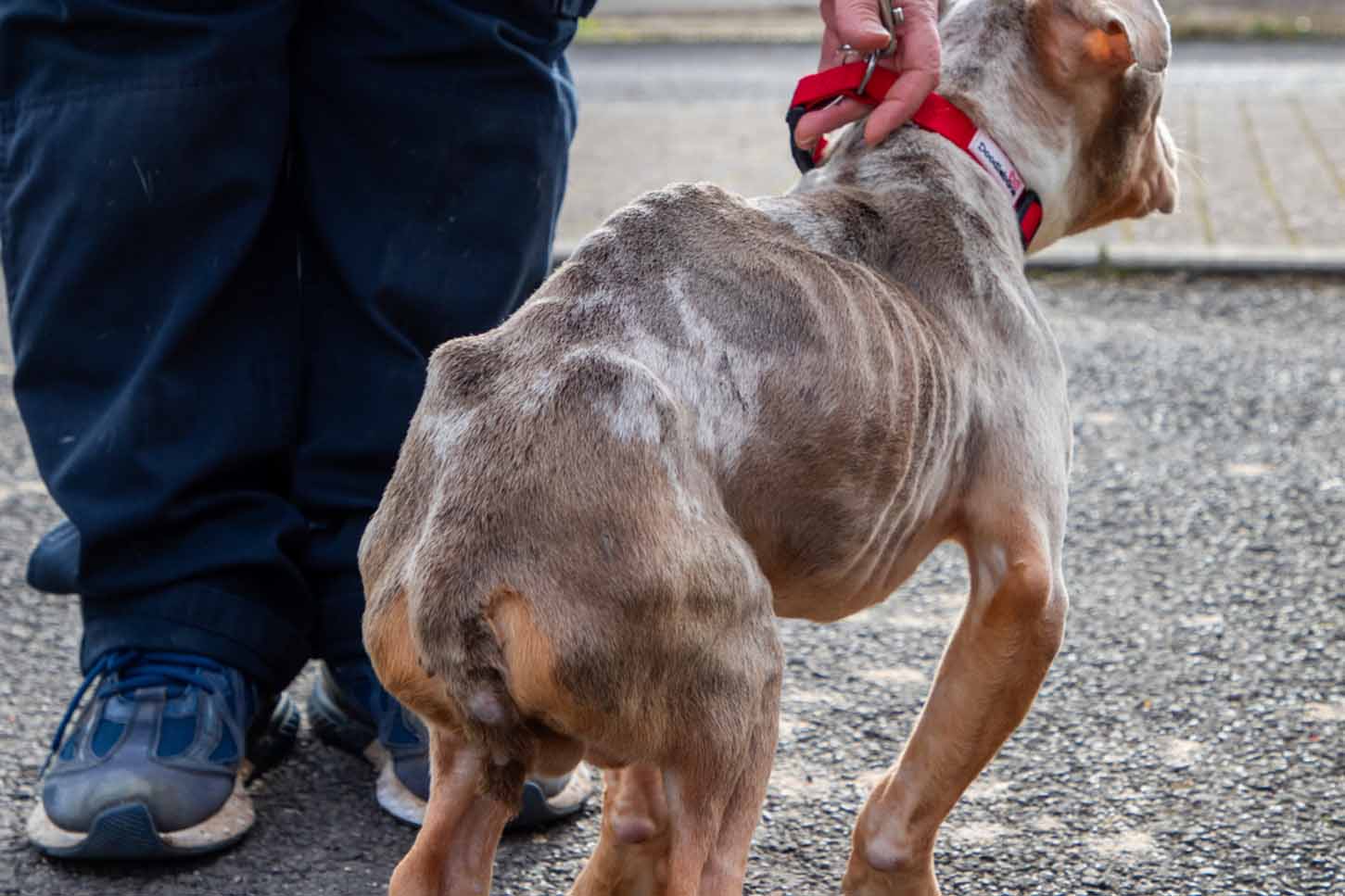 Bertie, a highly emaciated brown and white speckled dog, stands on a pavement while attached to a red lead held by an RSPCA rescuer.
