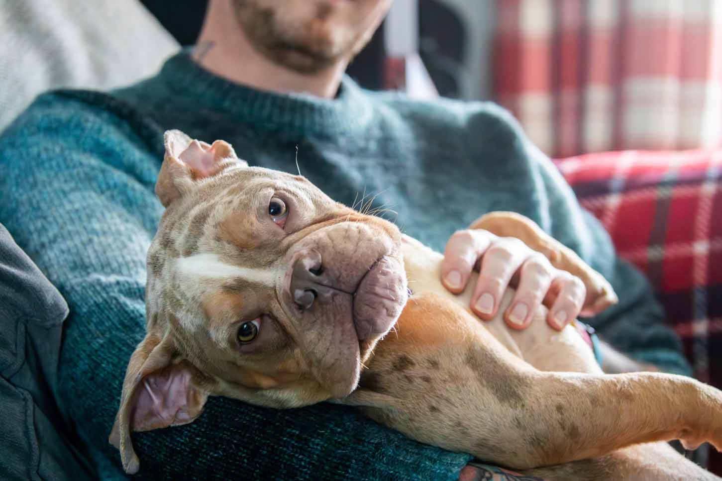 Bertie, a brown and white speckled dog, lies comfortably on his back in the arms of Chris, his new fosterer.