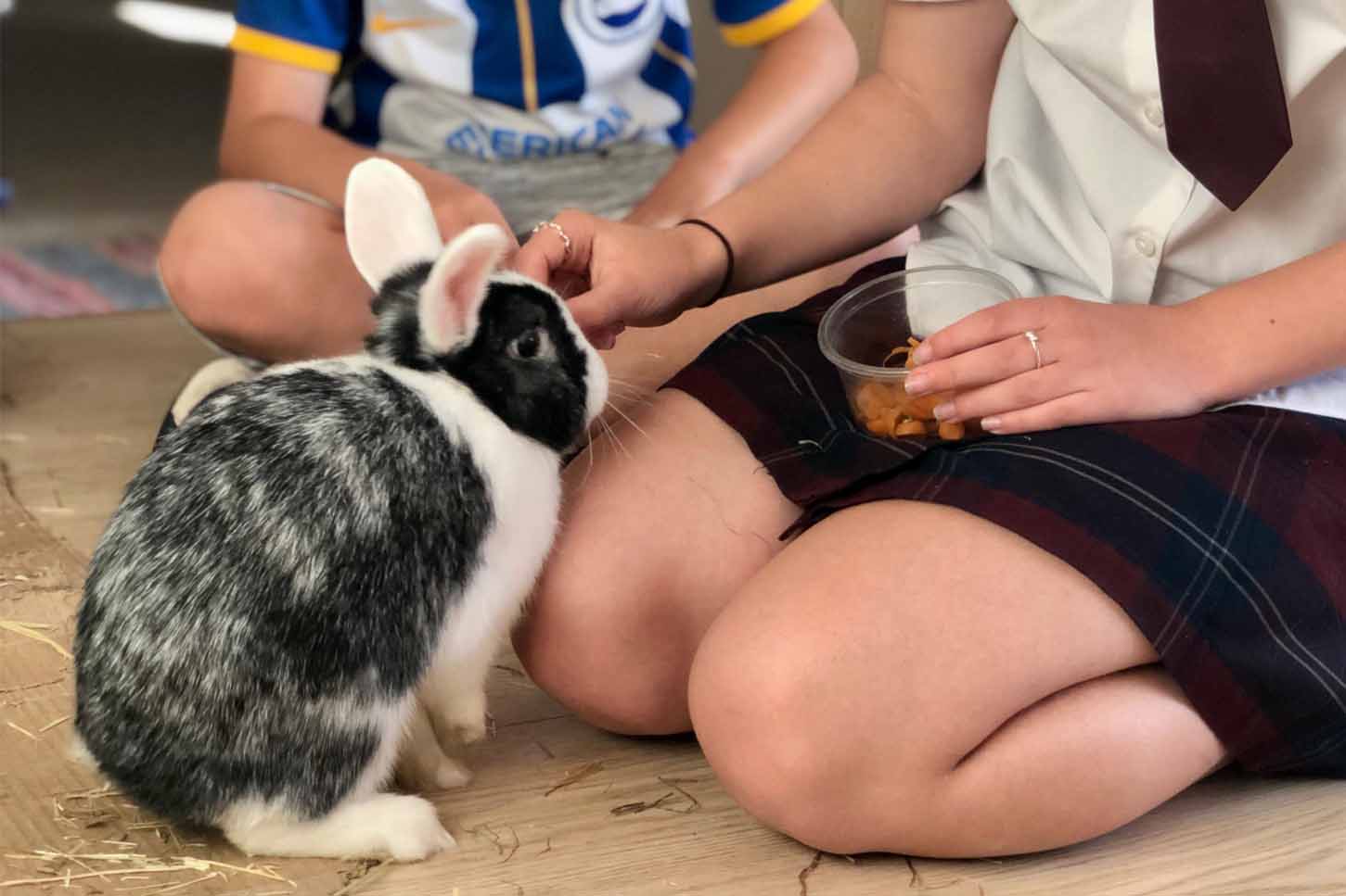 A girl in a school uniform sits on the floor feeding a black and white speckled rabbit, while a young boy watches them and smiles.