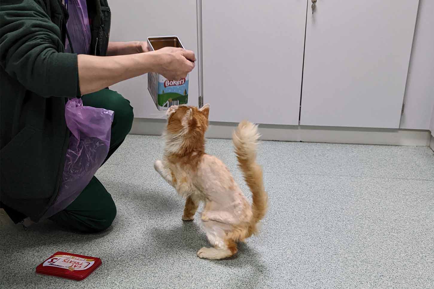 Prince, a ginger and white cat with a shaved body just after rescue, stands on his hind legs to reach for a box of Bakers treats held by a person in a vet clinic.