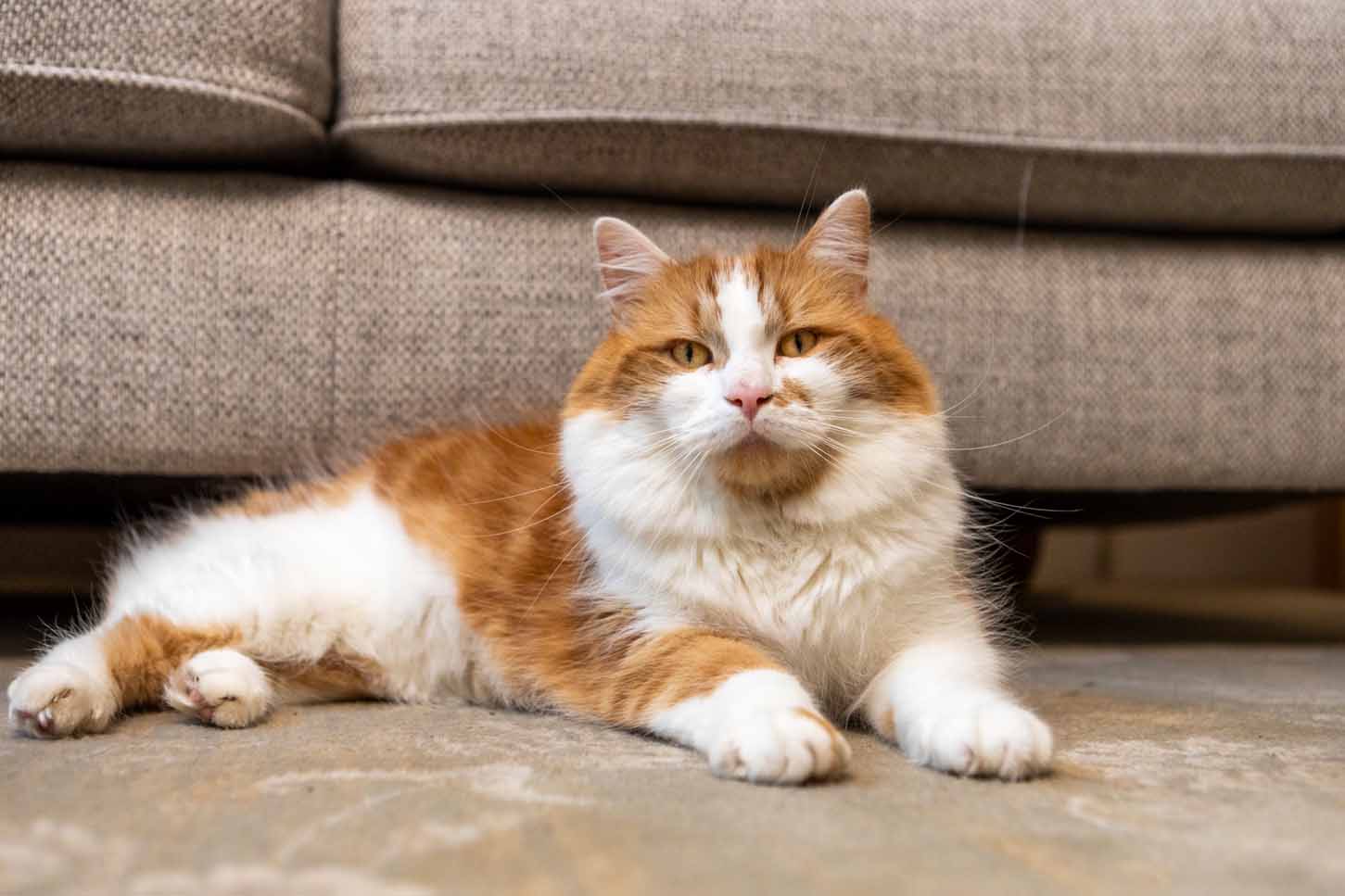 Prince, a fluffy ginger and white cat lies comfortably on a floor in front of a grey sofa after adoption in his new home.