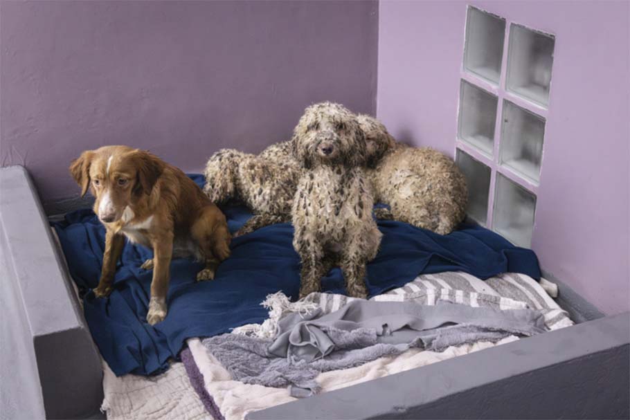 Four dogs sit huddled together on blue and grey blankets in the corner of a kennel with purple walls. One dog has short brown fur, while the other three have heavily matted, curly cream fur. 
