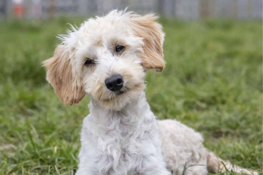 White, curly haired dog laying in the grass