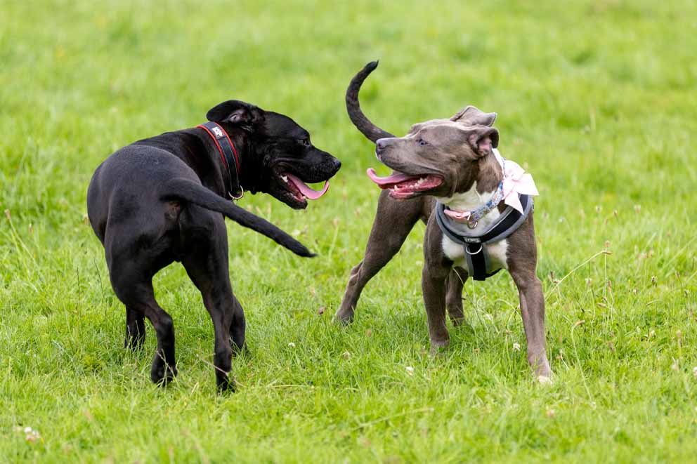 A black dog and a grey dog wearing a pink bow stand on green grass and interact playfully with each other.