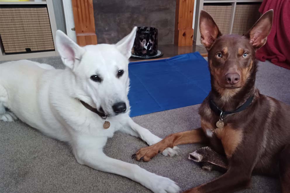 Lucy, a white dog and a brown dog lie resting together at their home on a grey carpet.
