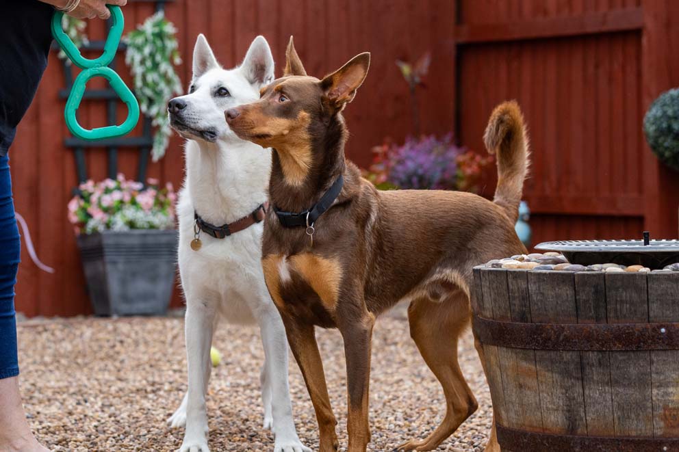 Lucy in her new home beside a brown dog, both standing attentively on a gravel patio, looking towards a person holding a bright green toy.