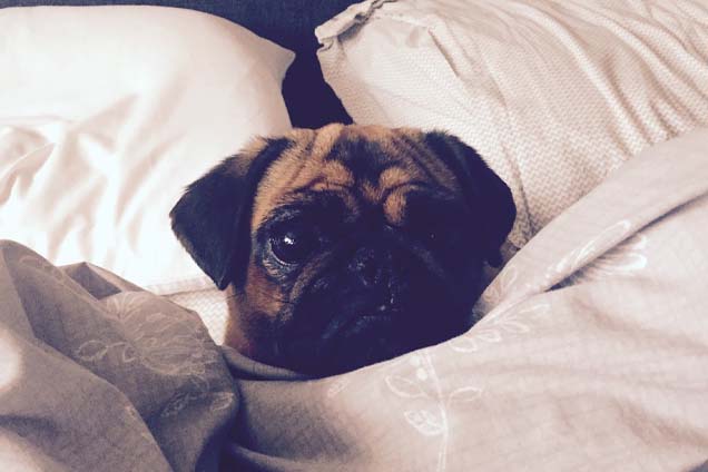 Phoebe the rescued pug resting under a duvet in her new home.