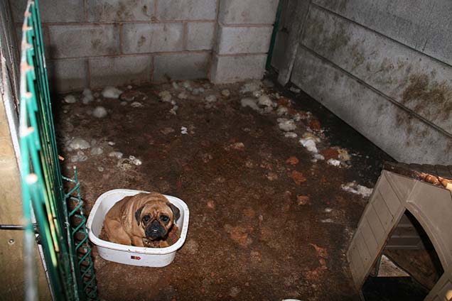 Phoebe the pug sitting in a washing-up bowl inside a filthy puppy farm pen.
