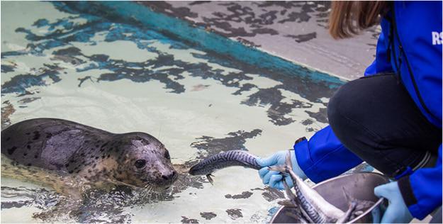 A seal popping its head out the water while a sanctuary worker feeds it a fish.