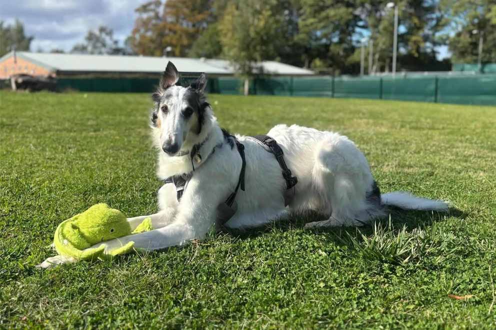 Anya, a white and grey Borzoi, lies on a grassy field with a green soft toy resting between her front paws.