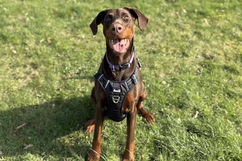 Mabel, a brown young Doberman, sits on the grass wearing a black harness, looking happily at the camera.