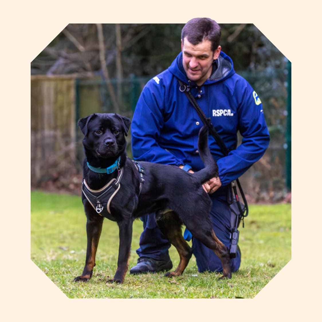 An RSPCA worker wearing blue branded jacket is holding the lead of a black and brown rottweiler cross breed dog.