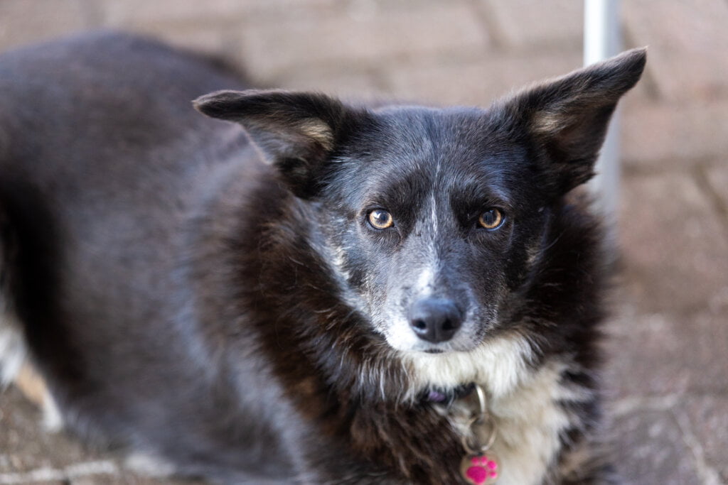 Whitney, a black and white collie cross breed dog looks up at the camera while laying down.