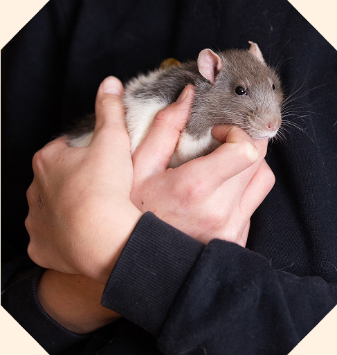 A person gently cradles a grey and white pet rat in their hands.