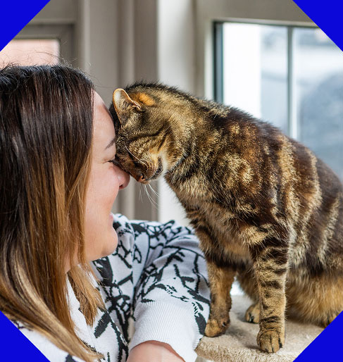 A smiling woman gently touches foreheads with a brown tabby cat, who is sitting on a cat tree.