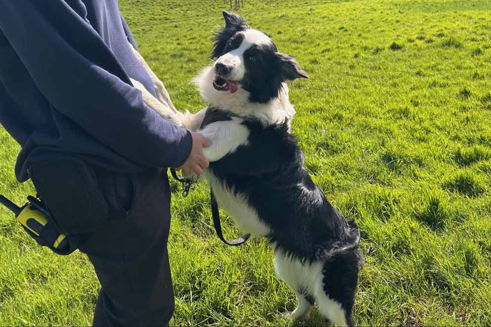 A happy and healthy looking collie after being rescued and rehabilitated by the RSPCA.