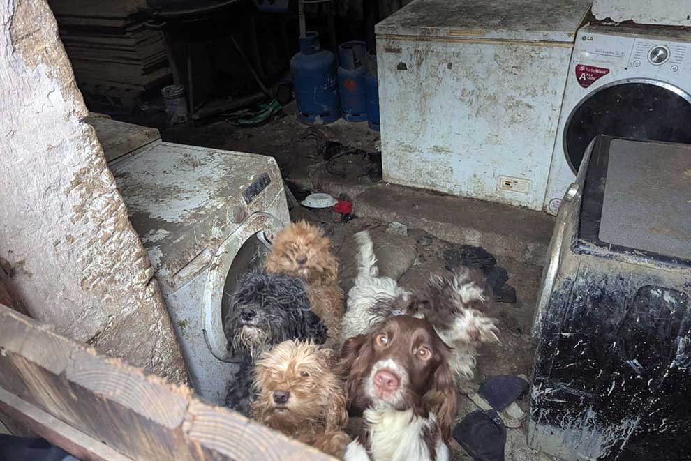 Concerns for the welfare of dogs found at the property which was dirty.