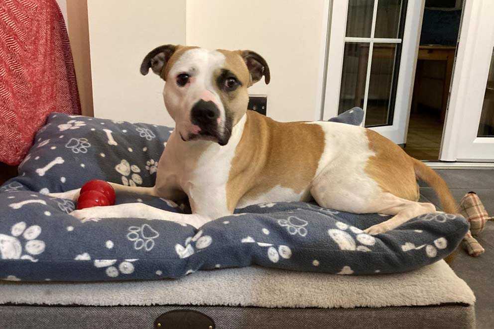 King, a medium-sized, tan-and-white bull terries lies on a patterned cushion with a red toy at his feet.