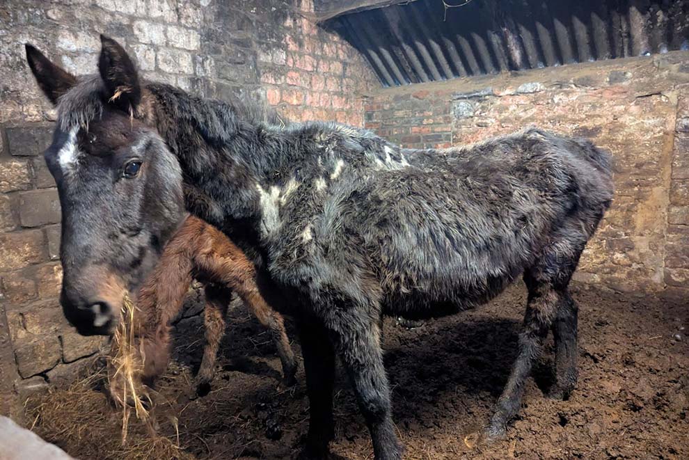 Thin looking horse found by the RSPCA