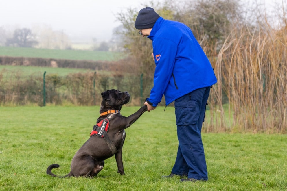 RSPCA have a record number of dogs in their care