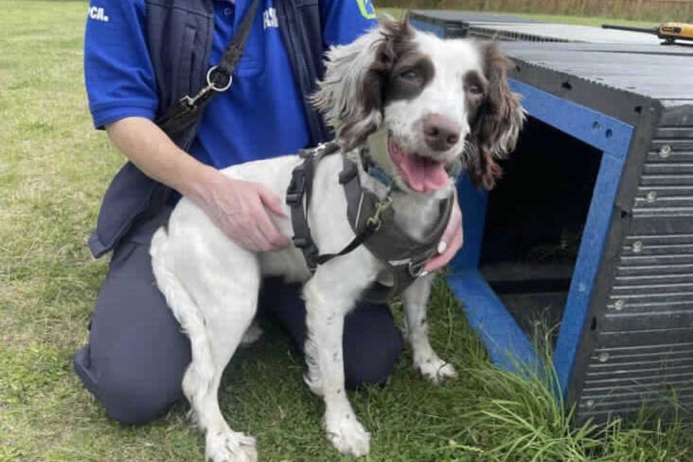 Fig the Springer Spaniel