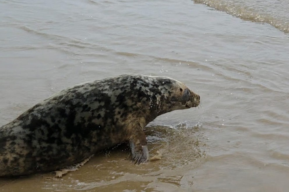 Seal pup released back to sea