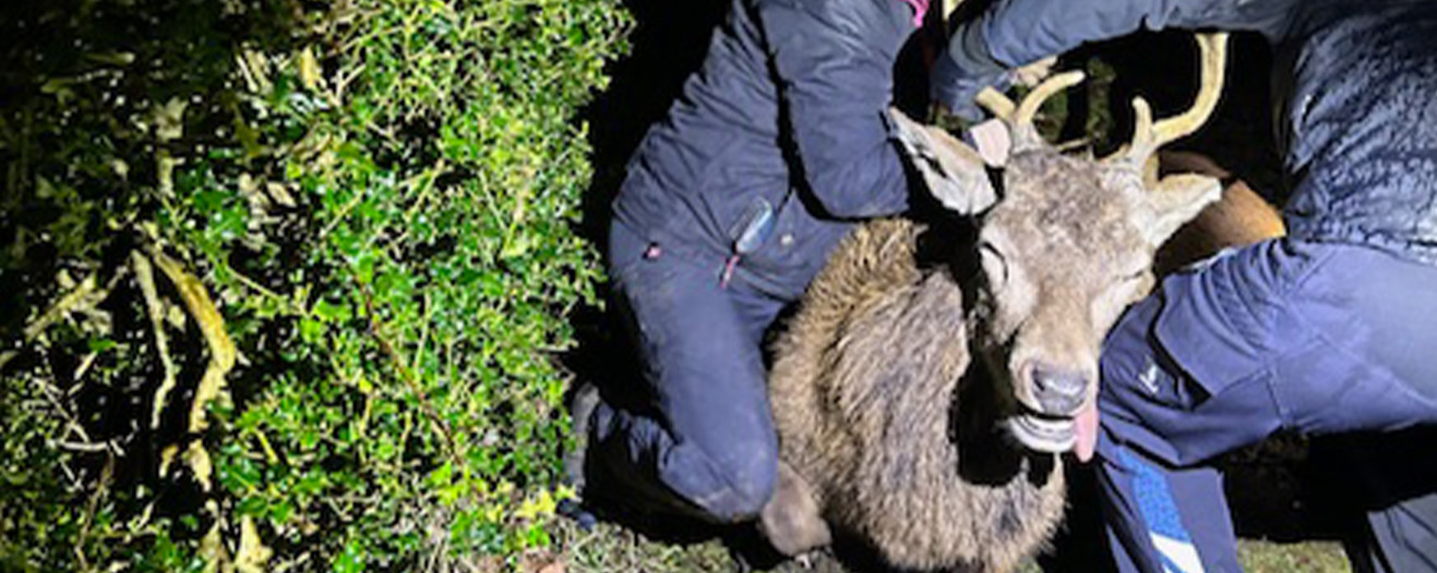 Two RSPCA workers rescuing a stuck deer, illuminated by a bright light as it's night time.