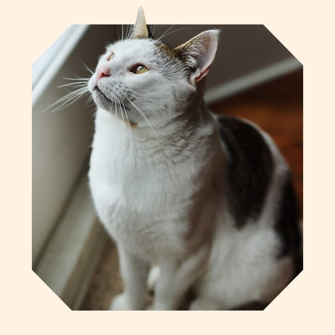 Boris, a white cat with brown patches sitting beside a window, looking up towards it.