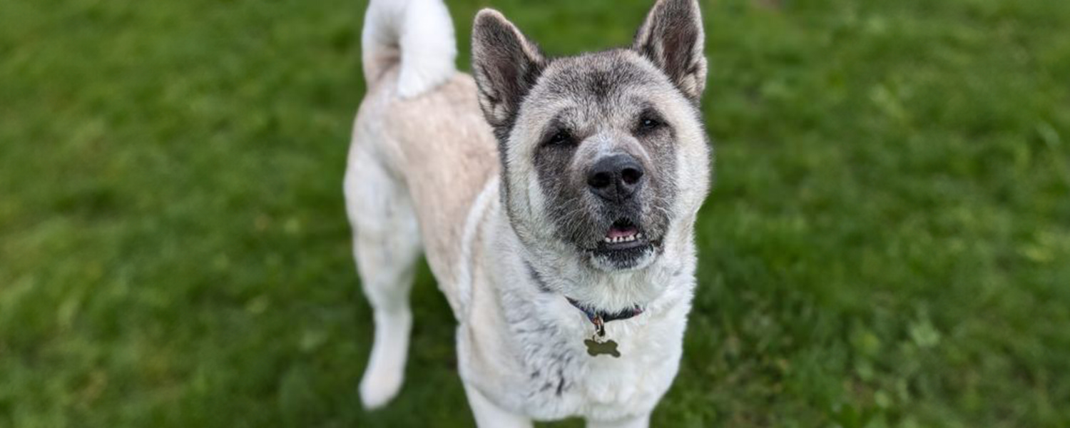 Lola, a large white fluffy dog playfully looking up at her owner in the garden.
