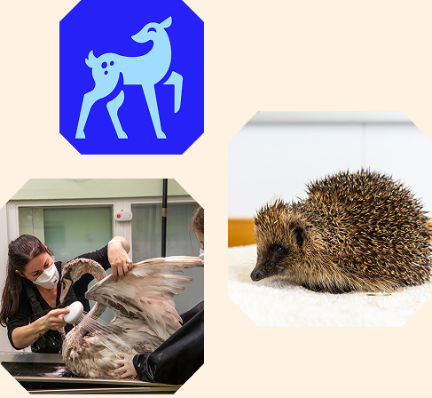 A collage of three octagonal images featuring a blue deer icon, a wildlife rehabilitator washing a swan, and a close-up of a hedgehog on a towel.