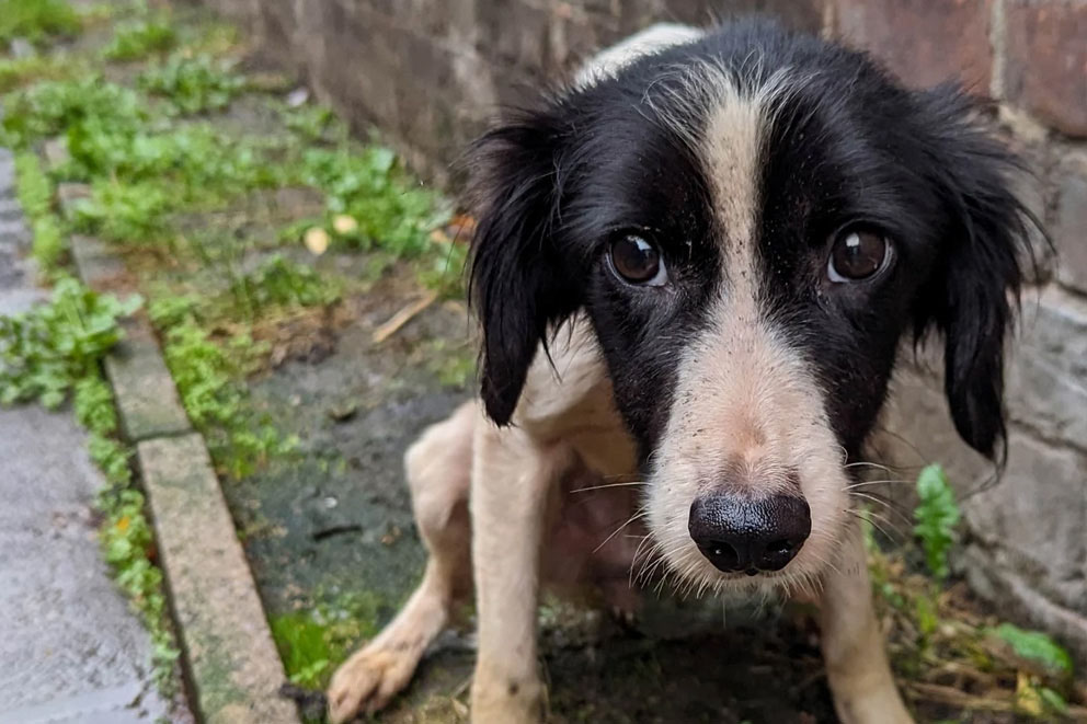 Floss, a black and white dog sitting on the ground outside looking sadly at the camera.