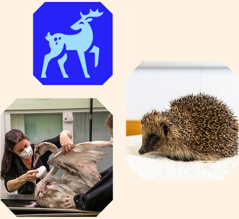 Three stacked octagonal shaped images: one a blue deer icon, another of a hedgehog, and the third an RSPCA worker tending to a swan.