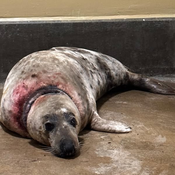 A large seal with injuries around its neck.