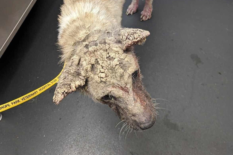 Lola the dog, looking forlornly at the floor with large scabs covering her ears and face