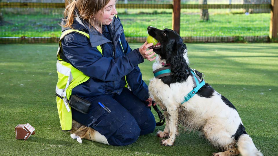 A black and white spaniel breed dog called Lady Whistledown, holding a yellow ball in her mouth, sat in front of an RSPCA worker.