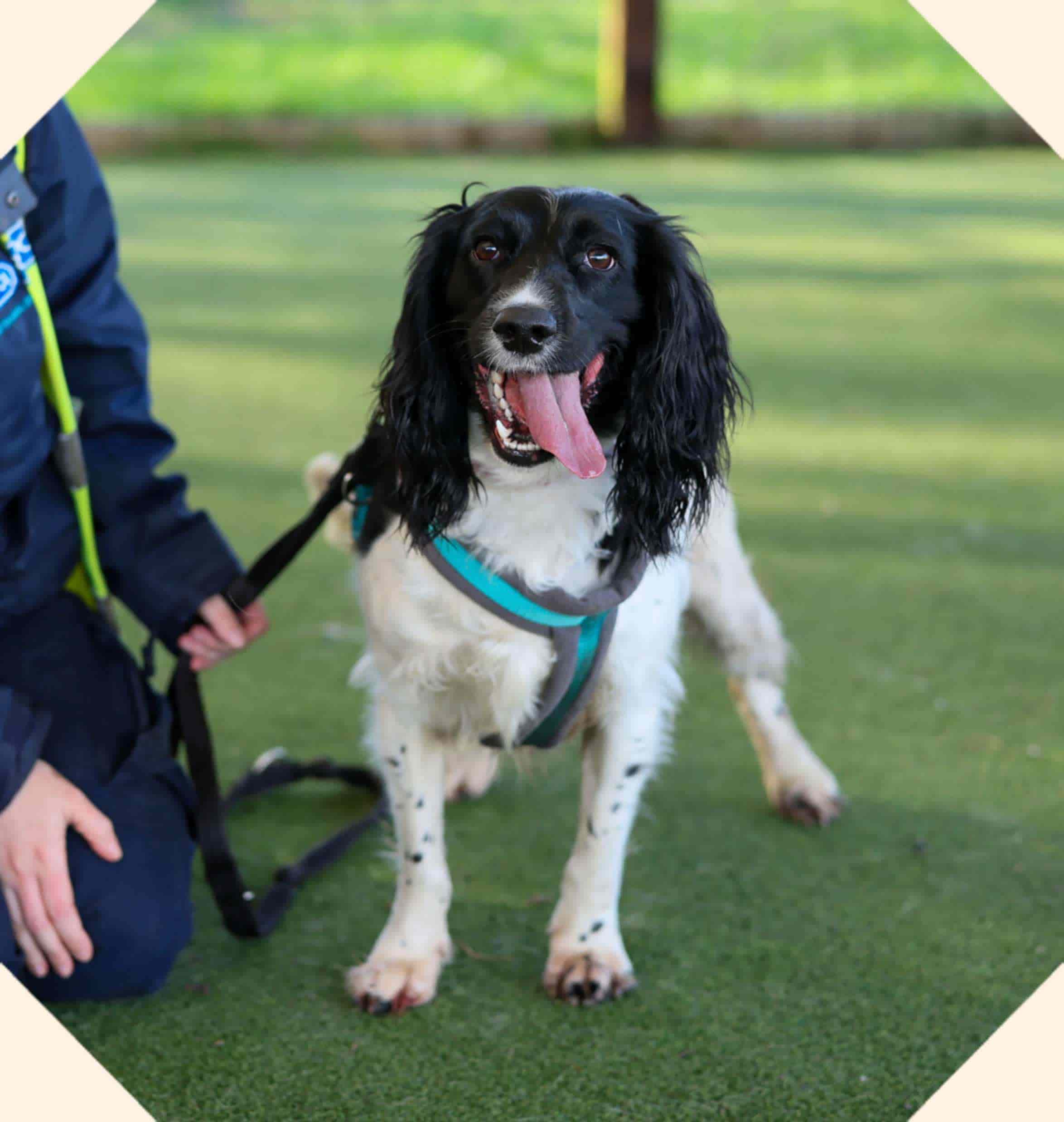 A black and white spaniel breed dog called Lady Whistledown wearing a lead, held by an RSPCA worker knelt beside her.