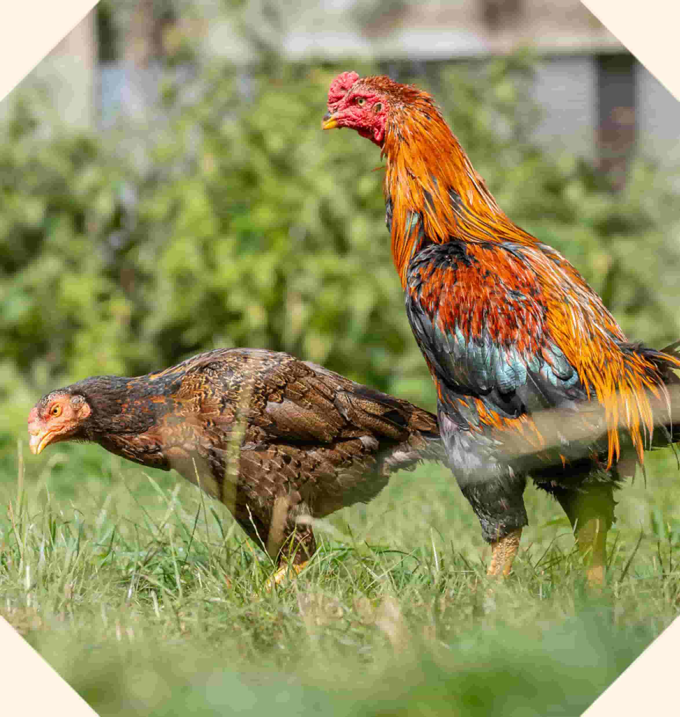 Vera, a brown speckled hen pecking at grass and Desmond, a shiny brown and orange rooster.