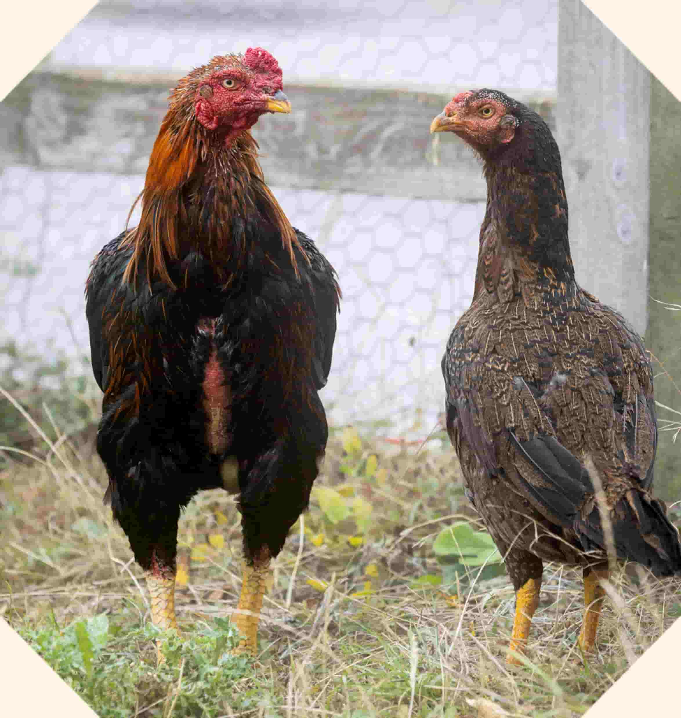 Vera, a brown speckled hen and Desmond, a brown and orange rooster, standing inside a wire chicken run.